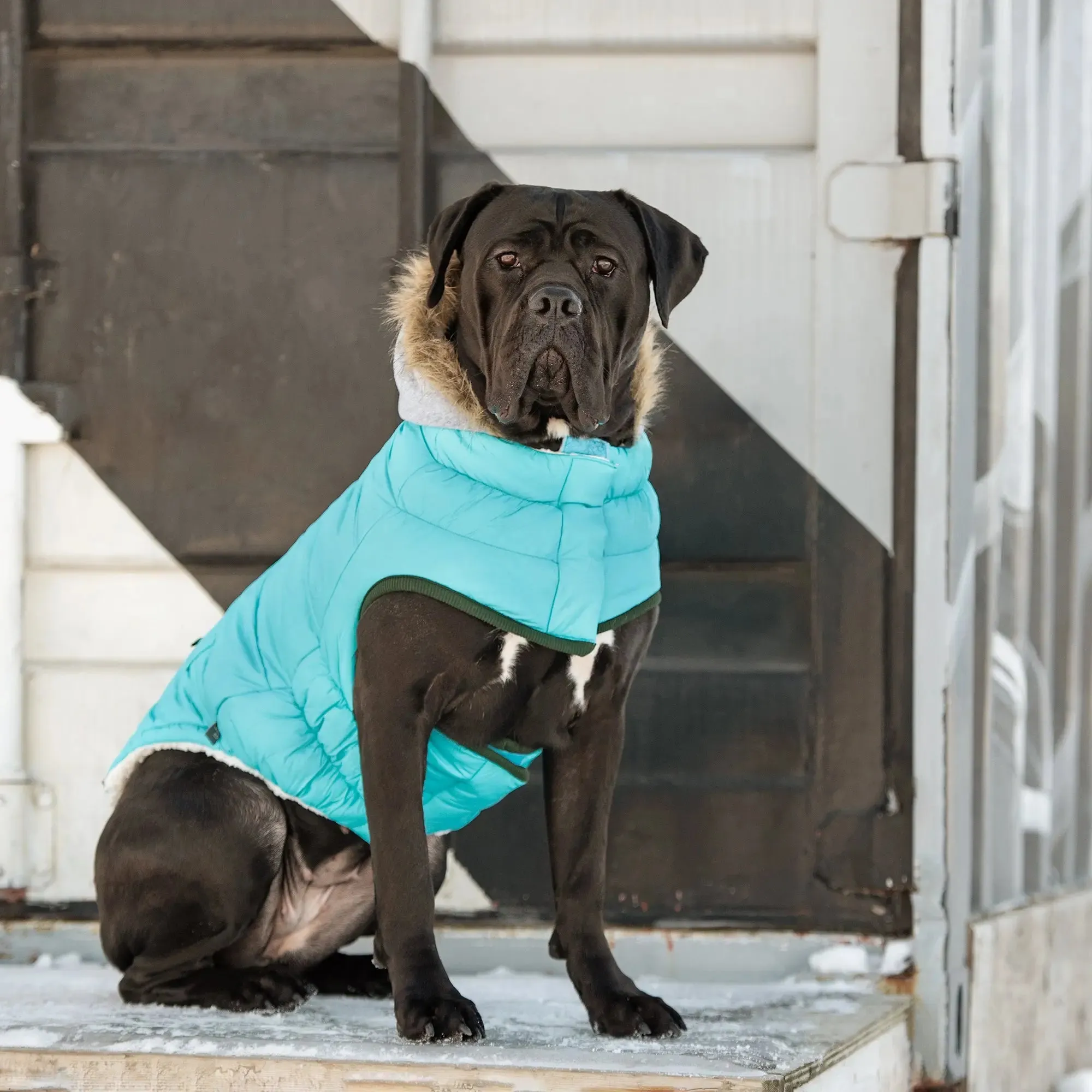 Winter Sailor Dog Parka | Aqua