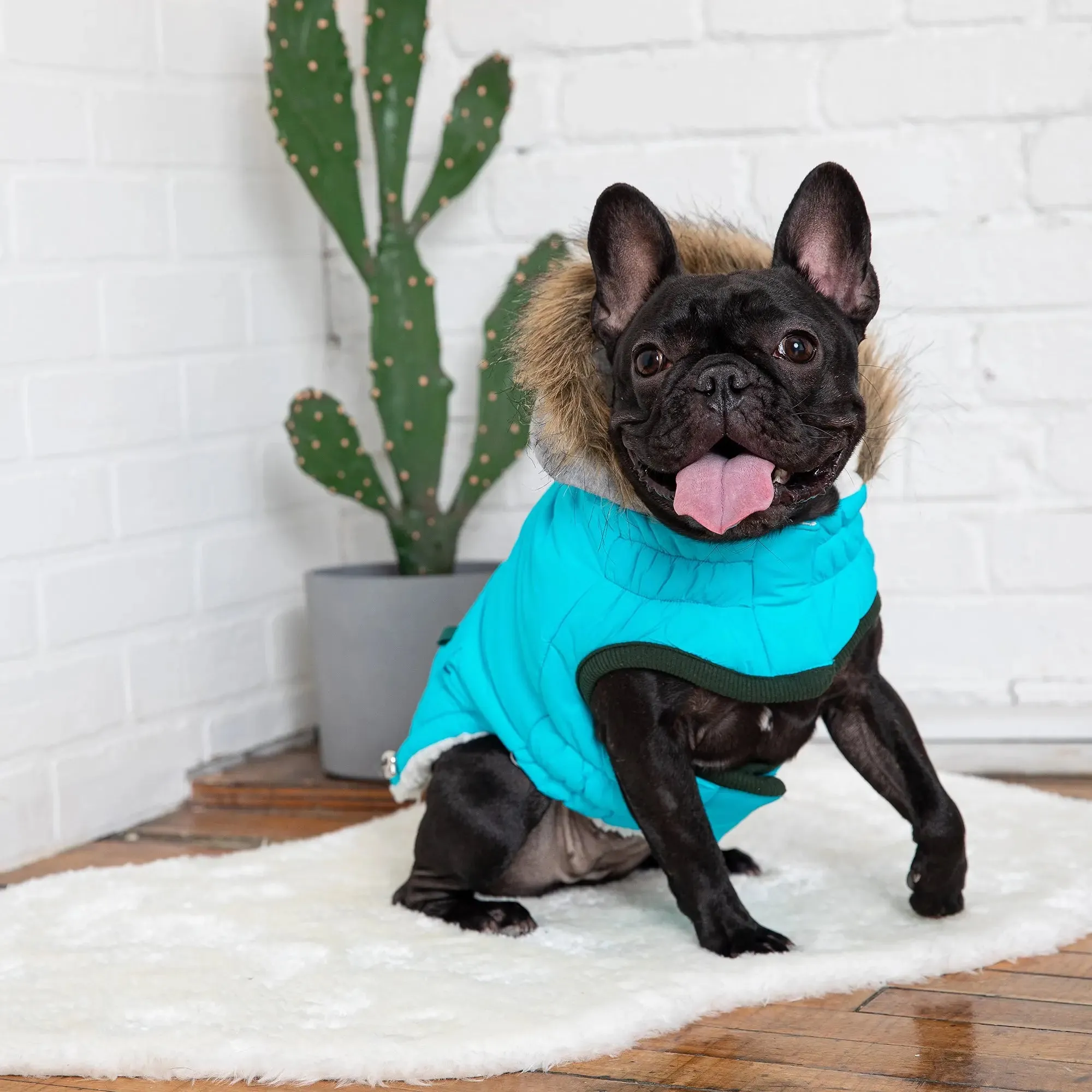 Winter Sailor Dog Parka | Aqua